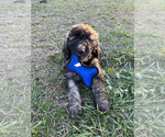 Small Photo #6 Aussiedoodle Puppy For Sale in JACKSONVILLE, NC, USA