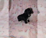 Small Photo #9 Morkie Puppy For Sale in LAPEER, MI, USA
