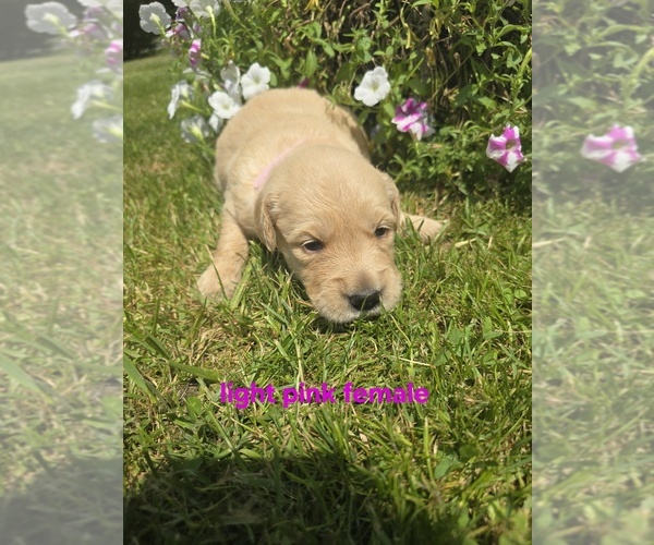Medium Photo #7 Golden Retriever Puppy For Sale in OIL CITY, PA, USA