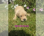Small #6 Golden Retriever