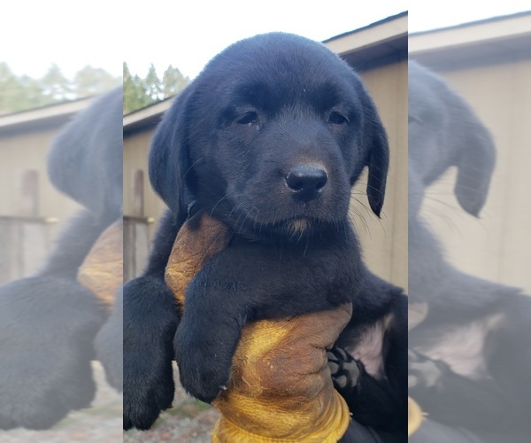 Medium Photo #41 Labrador Retriever Puppy For Sale in OLYMPIA, WA, USA