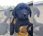 Small #40 Labrador Retriever