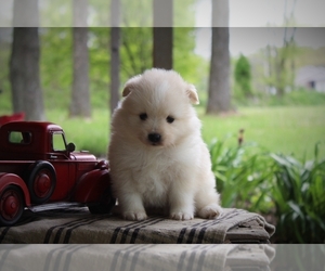 Pomimo Puppy for sale in BLUFORD, IL, USA