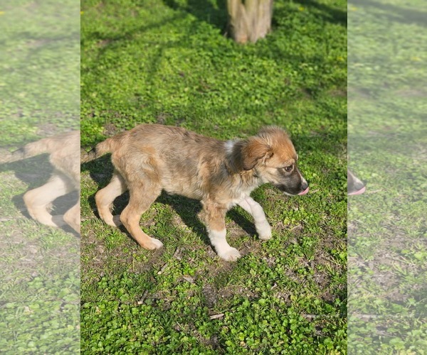 Medium Photo #7 Collie-Unknown Mix Puppy For Sale in Wakefield, RI, USA