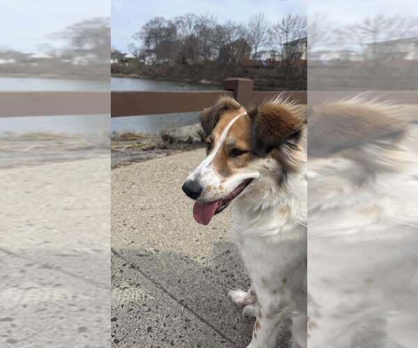 Medium Photo #5 Collie-Unknown Mix Puppy For Sale in New York, NY, USA