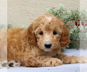 Goldendoodle (Miniature) Puppy for sale in EAST EARL, PA, USA