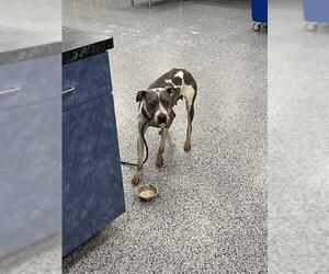 Staffordshire Bull Terrier Dogs for adoption in Palmetto, FL, USA