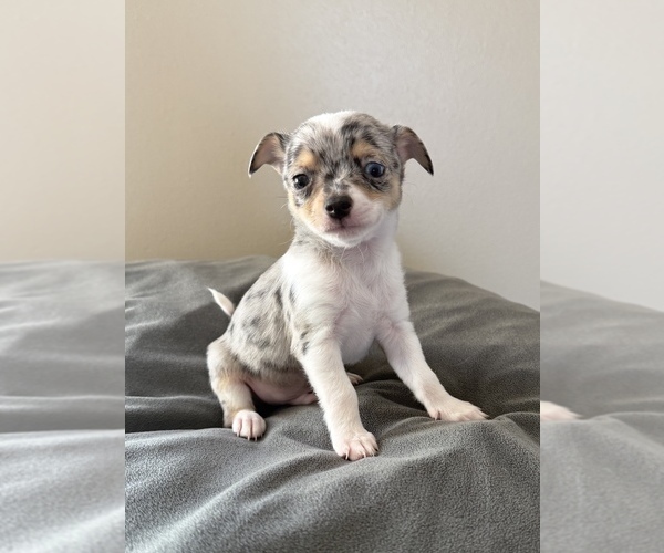 Medium Photo #21 Chihuahua Puppy For Sale in MARCUS, IA, USA
