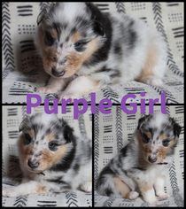Collie Puppy for sale in WATERTOWN, SD, USA