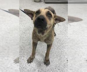 Labrador Retriever-Unknown Mix Dogs for adoption in Conroe, TX, USA
