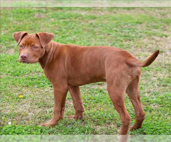 Medium Photo #1 Labrador Retriever-Unknown Mix Puppy For Sale in Grovetown, GA, USA