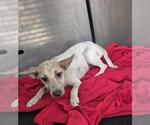 Small #1 Labrador Retriever Mix
