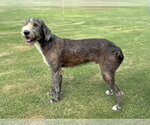 Small #3 Irish Wolfhound Mix