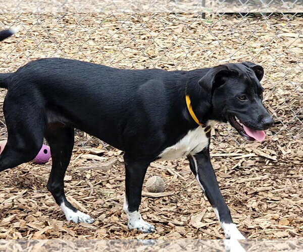 Medium Photo #6 Mutt Puppy For Sale in Bloomingdale, NJ, USA