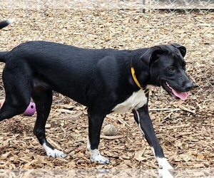 Tippy - Female Mutt Dog for Adoption - Photo #6