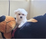 Small Photo #9 Maltese Puppy For Sale in SANTA CLARITA, CA, USA