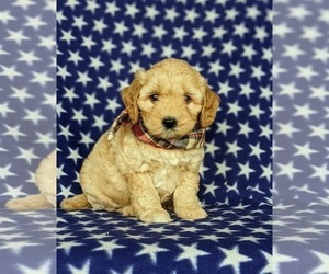 Goldendoodle (Miniature) Puppy for sale in KIRKWOOD, PA, USA