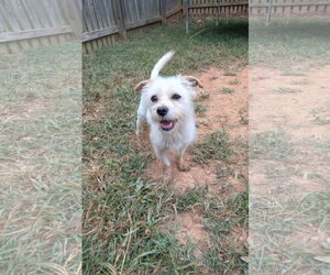 Mutt Dogs for adoption in Thomasville, NC, USA