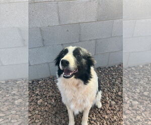 Border Collie Dogs for adoption in Chandler, AZ, USA