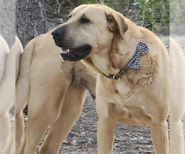Medium Photo #2 Mastiff-Unknown Mix Puppy For Sale in San Antonio, TX, USA