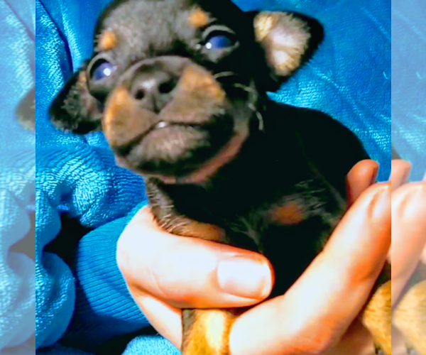 Medium Photo #1 Chihuahua Puppy For Sale in BLACKSTONE, VA, USA