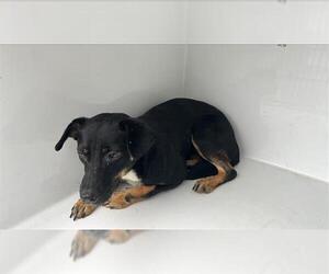 German Shepherd Dog-Unknown Mix Dogs for adoption in Houston, TX, USA