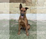 Small #2 Mutt