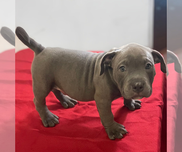 Medium Photo #21 American Bully Puppy For Sale in UPPER MARLBORO, MD, USA