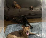 Small #4 Shepradors