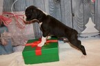 Small Photo #50 Boxer Puppy For Sale in CHILHOWEE, MO, USA