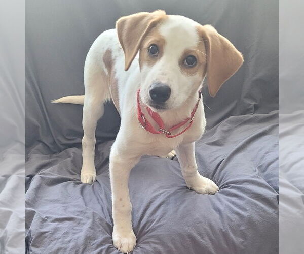 Medium Photo #4 Mutt Puppy For Sale in Canton, CT, USA