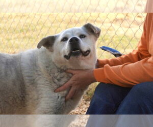 Tucker - Male Siberian Husky-Unknown Mix Dog for Adoption - Photo #3
