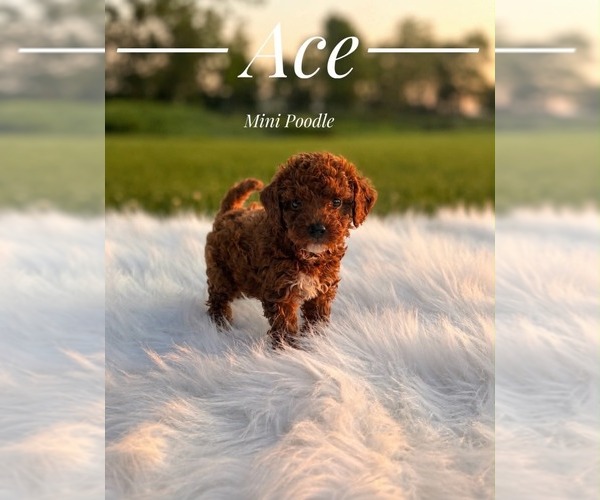 Medium Photo #5 Poodle (Miniature) Puppy For Sale in LANSING, IL, USA