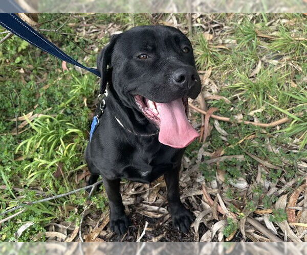Medium Photo #1 Labrador Retriever-Unknown Mix Puppy For Sale in McKinleyville, CA, USA