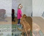 Small Photo #6 Labrador Retriever-Unknown Mix Puppy For Sale in Rockaway, NJ, USA