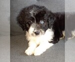 Small Photo #5 Aussie-Poo-Aussiedoodle Mix Puppy For Sale in ANNISTON, AL, USA