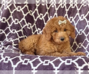 Goldendoodle-Poodle (Miniature) Mix Puppy for sale in LAKELAND, FL, USA