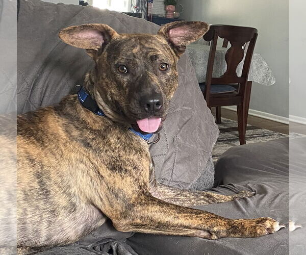 Medium Photo #8 Mountain Cur-Unknown Mix Puppy For Sale in Rockaway, NJ, USA