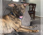 Small #7 Mountain Cur Mix