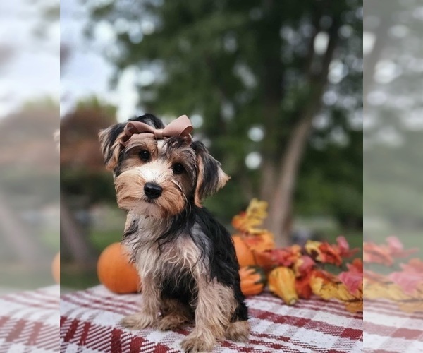 Medium Photo #1 Yorkshire Terrier Puppy For Sale in INDIANAPOLIS, IN, USA