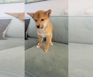 Shiba Inu Puppy for sale in LOS ANGELES, CA, USA