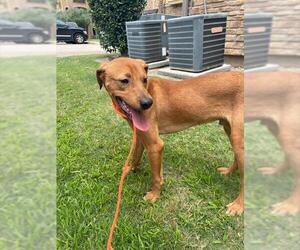 Labrador Retriever-Unknown Mix Dogs for adoption in Houston, TX, USA
