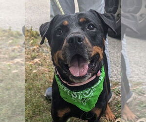 Rottweiler Dogs for adoption in Hillsboro, NH, USA