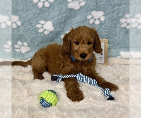 Medium Photo #7 Goldendoodle mix (+ Poodle Miniature) Puppy For Sale in NOBLESVILLE, IN, USA