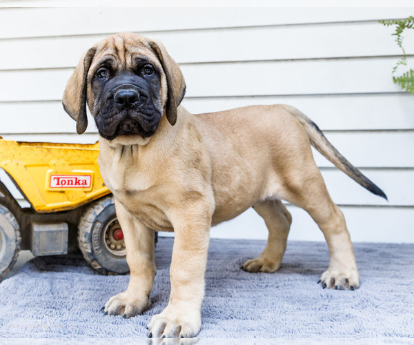 Medium Photo #1 Mastiff Puppy For Sale in WAKARUSA, IN, USA