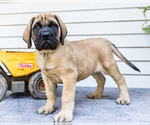Puppy Max Mastiff