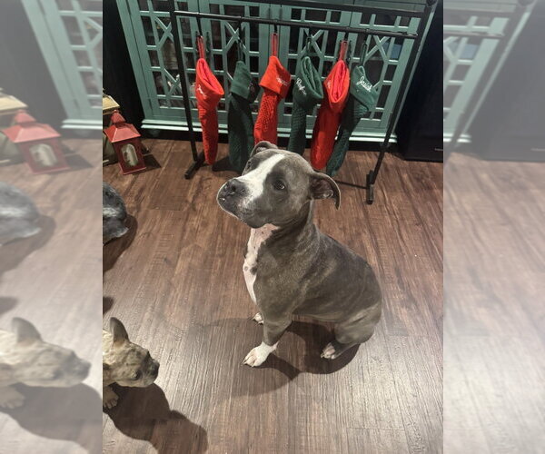Medium Photo #4 Boxer-Staffordshire Bull Terrier Mix Puppy For Sale in Aurora, IN, USA