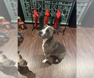 CD:Ruger - Male Boxer-Staffordshire Bull Terrier Mix Dog for Adoption - Photo #4