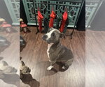 Small #3 Boxer-Staffordshire Bull Terrier Mix