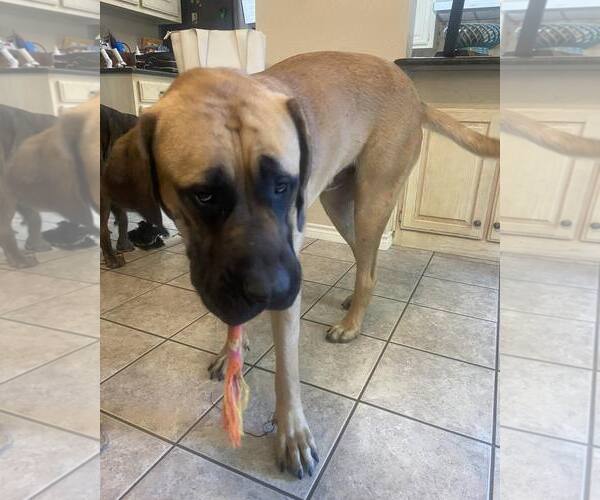 Medium Photo #5 Mastiff Puppy For Sale in Edmond, OK, USA
